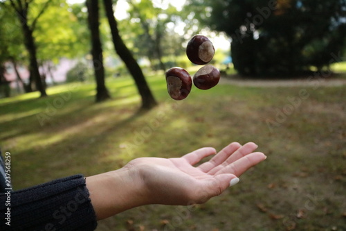 hovering chestnuts on hand