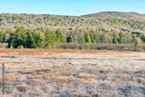 Landscape of frost, frosty white winter field meadow with bushes, morning sunlight in Cranberry Wilderness glades bog, West Virginia and ice covered plants
