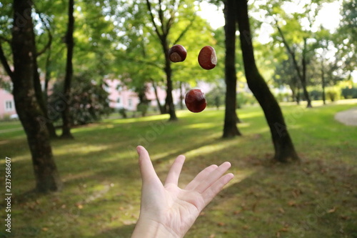 flying chestnuts in hand