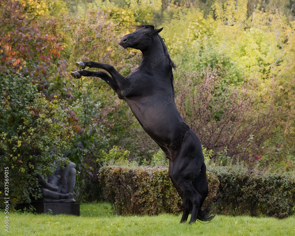 Black rearing horse on nature background, profile view Black rearing horse on nature background, profile view