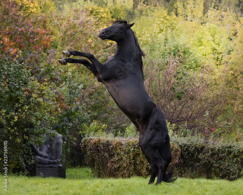 Black rearing horse on nature background, profile view © Svetlana