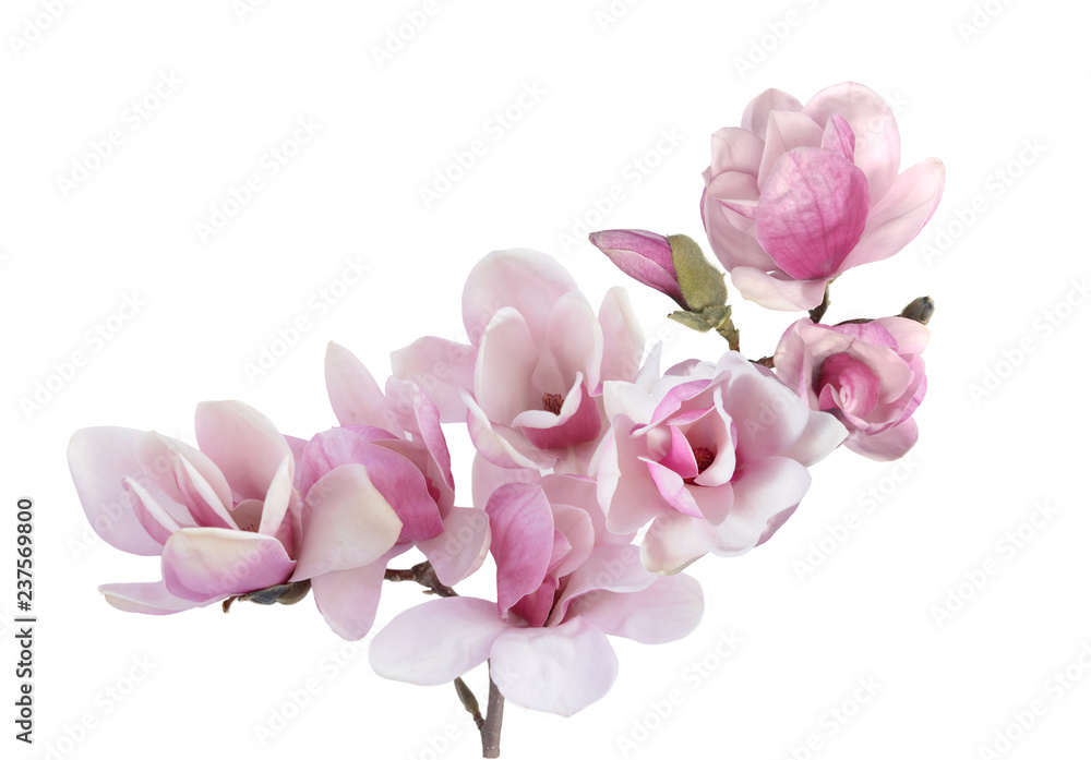 Naklejka premium kwiat magnolii