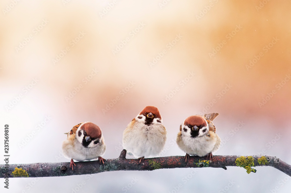 Naklejka trzy małe grube zabawne pisklęta Wróbel siedzący na gałęzi w ogrodzie w słoneczny zimowy dzień