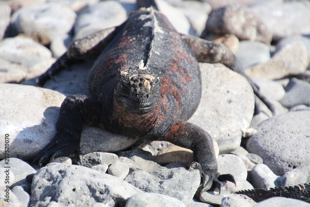 Fototapeta premium Meerechse- Galapagos