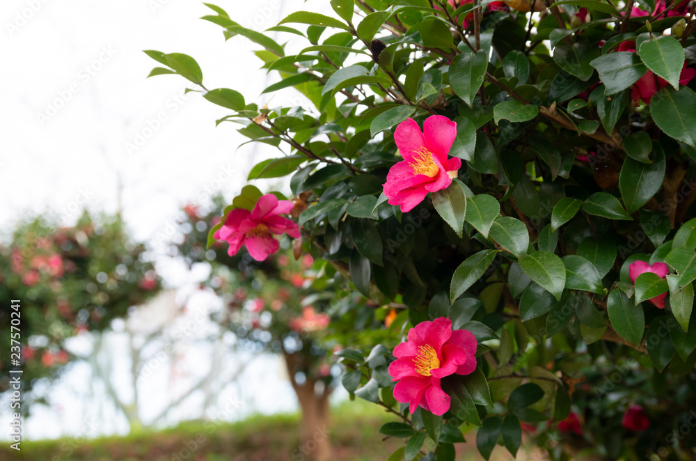 山茶花の花 山茶花の花