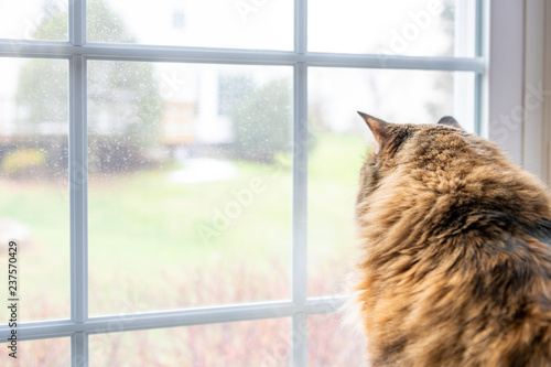 Behind, back closeup of one female maine coon calico cat standing inside, indoors, indoor of house, home room windowsill, sill, looking out, through window, staring outside, bird watching