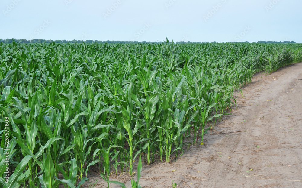 Corn field near country road. Cornfield. Corn field near country road. Cornfield.
