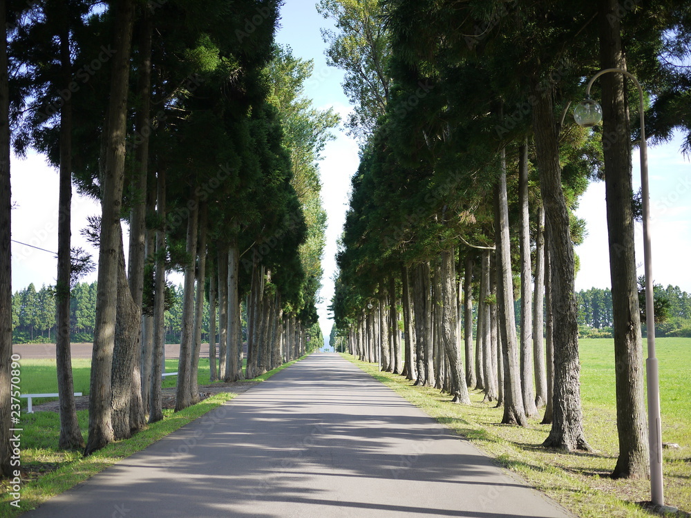 並木道 Stock 写真 | Adobe Stock