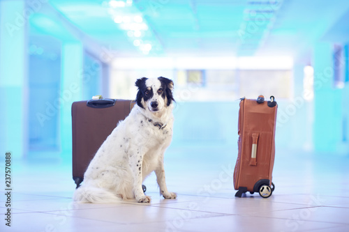 Border collie guards suitcases photo