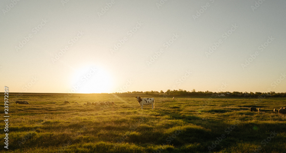 A lot sheep on the beautiful green meadow A lot sheep on the beautiful green meadow