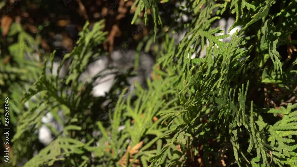 Wind in the branches of evergreen trees Wind in the branches of evergreen trees