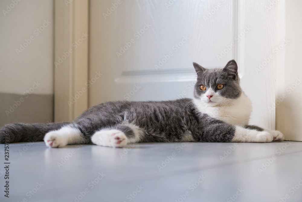 British short-haired cat lying on the ground