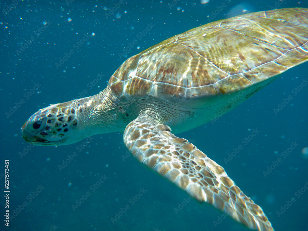 Obraz premium Underwater view of a green sea turtle (Chelonia mydas) swimming in blue sea in Barbados, Caribbean