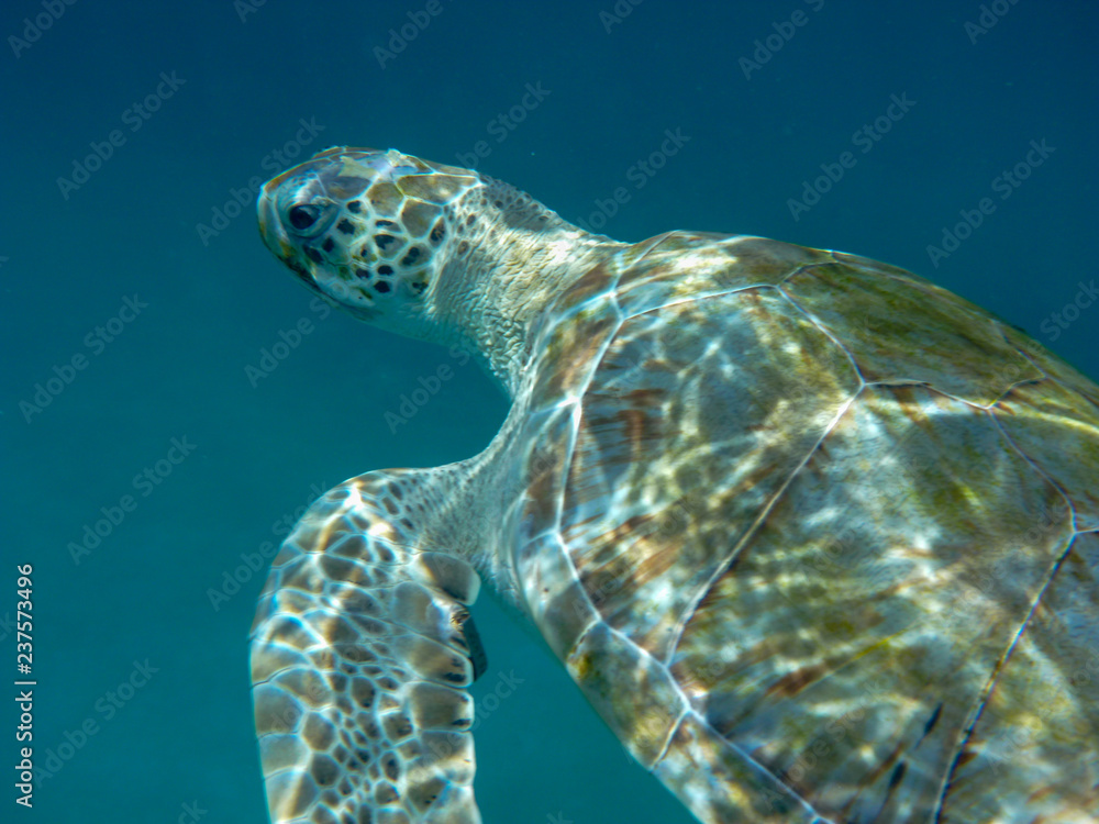 Obraz premium Underwater view of a green sea turtle (Chelonia mydas) swimming in blue sea in Barbados, Caribbean