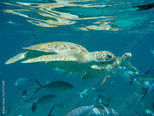 Underwater view of green turtle (Chelonia mydas) and fish in a blue sea in Barbados, Caribbean © Mark Hunter
