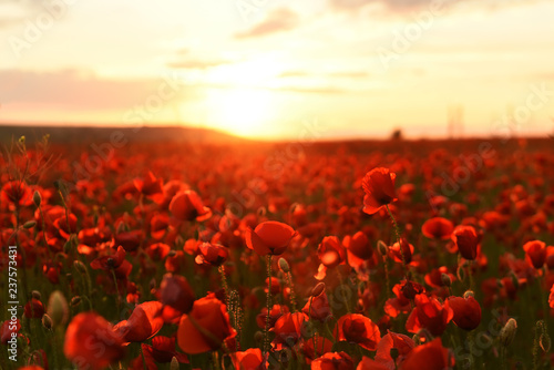 Fototapeta Naklejka Na Ścianę i Meble -  lush flowering red wild poppies at sunset.
