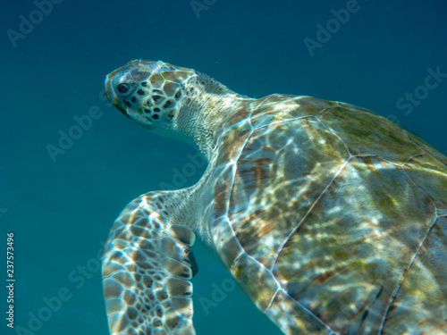 Underwater view of a green sea turtle  Chelonia mydas  swimming in blue sea in Barbados  Caribbean
