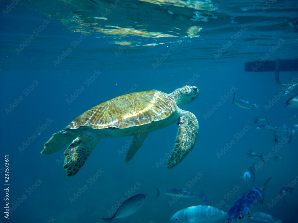 Obraz premium Underwater view of green turtle (Chelonia mydas) and fish in a blue sea in Barbados, Caribbean