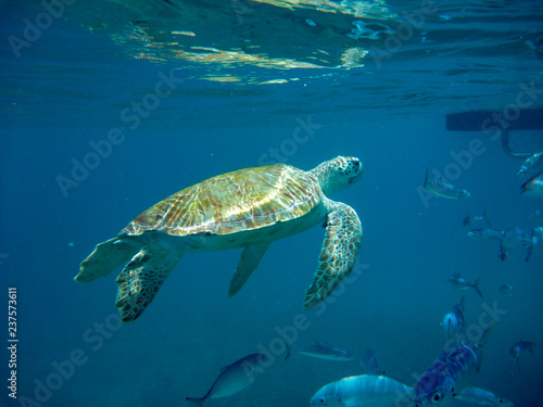 Underwater view of green turtle (Chelonia mydas) and fish in a blue sea in Barbados, Caribbean