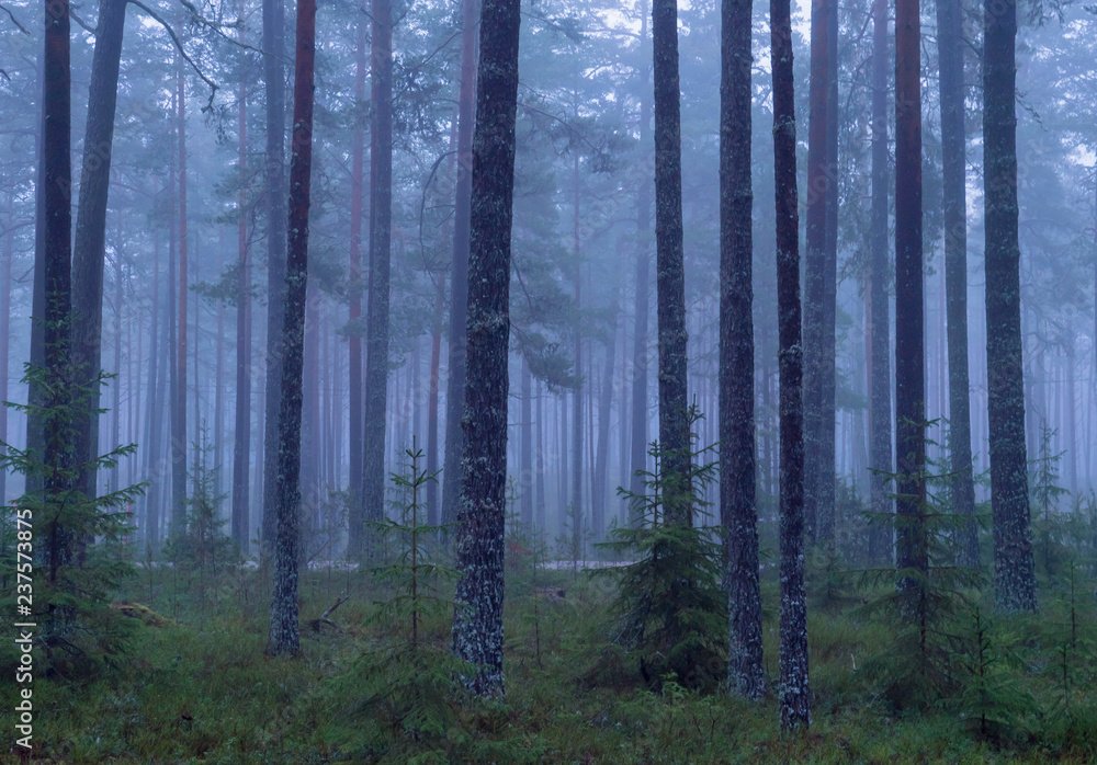 Pine tree in a foggy forest Pine tree in a foggy forest