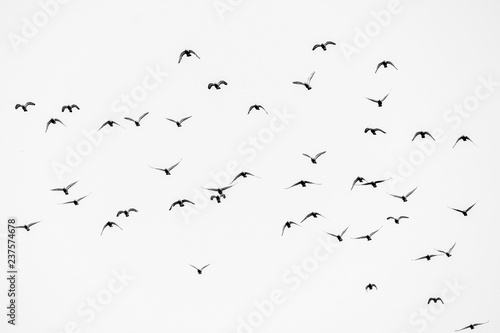 flock of birds flying on background
