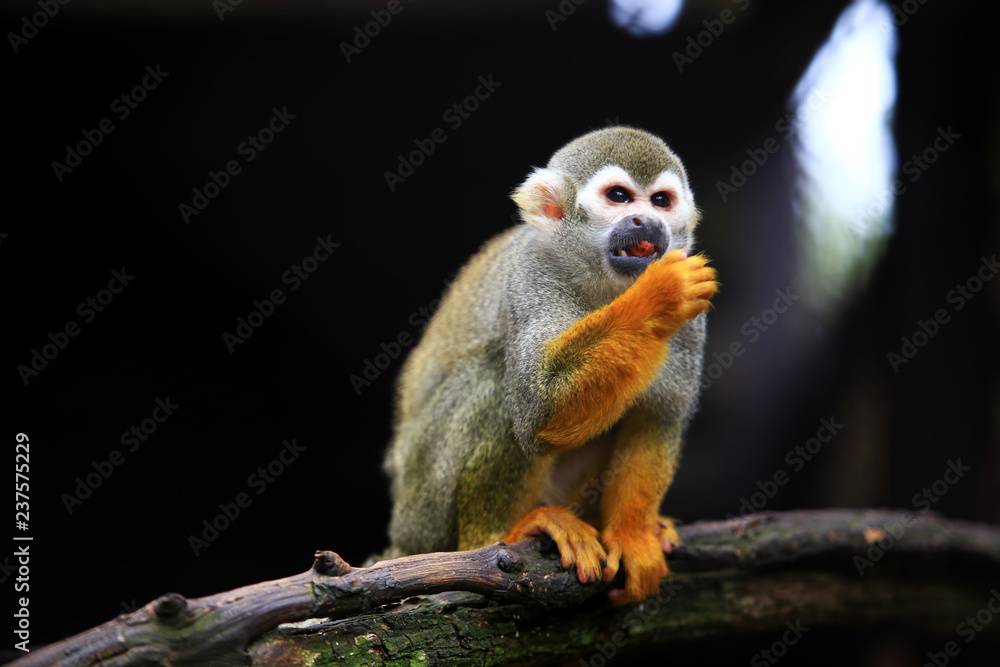 Obraz premium Squirrel monkey, (genus Saimiri) eating on the timber