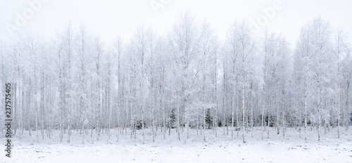 Fototapeta Naklejka Na Ścianę i Meble -  Frosty birch tree in a wintry landscape