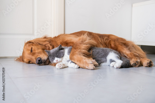 Fényképezés Golden Hound and British short-haired cat
