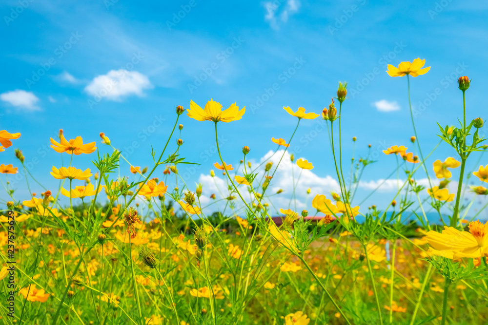 Fototapeta premium cosmos flower and blue sky background
