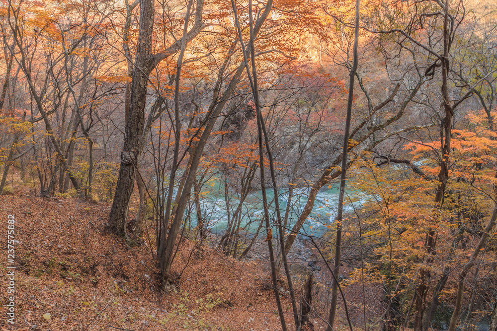 秋の吾妻渓谷遊歩道からみた吾妻渓谷の風景