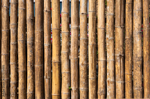 bamboo fence