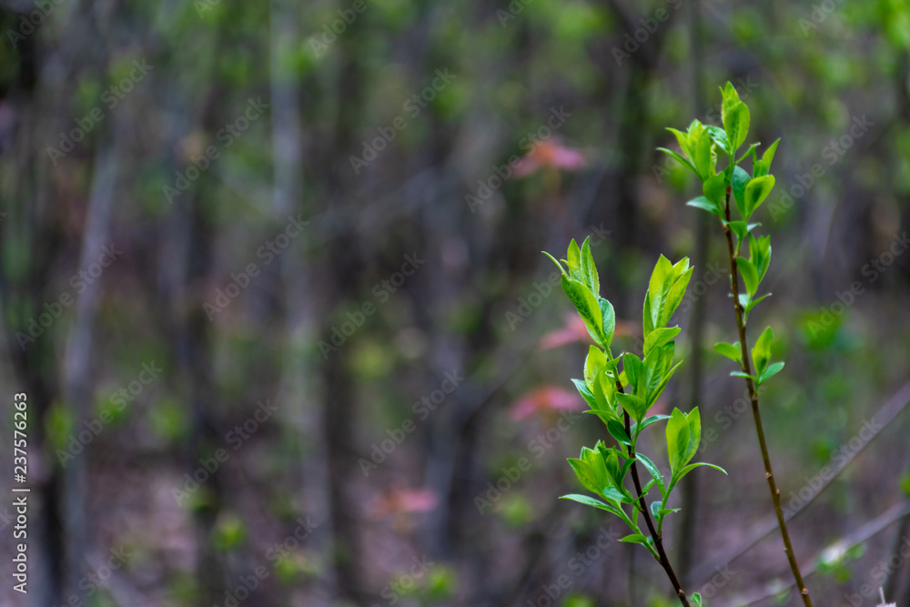 The branches of the tree are spring in the forest. Young orange leaves grow. Spring greens and spring mood. Nature comes alive The branches of the tree are spring in the forest. Young orange leaves grow. Spring greens and spring mood. Nature comes alive