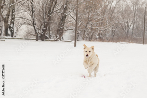 Dog running in the snow © Impact Photography