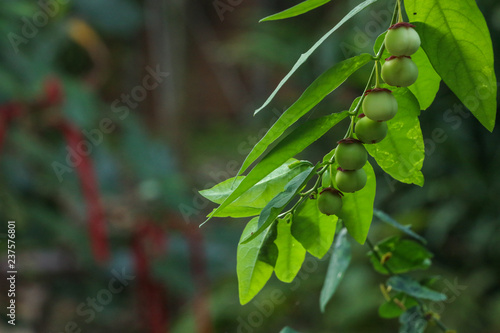 Melientha suavis Pierre at garden photo