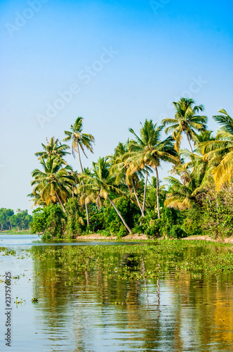 Tropische Palmen am Wasser © die gestalter