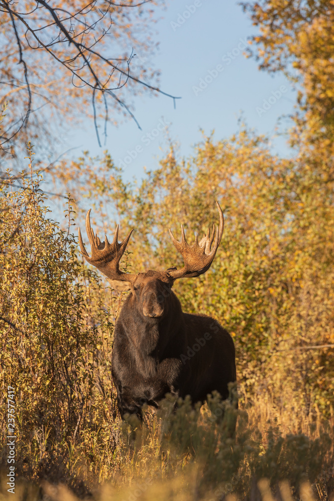Bull Moose in Autumn in Wyoming Bull Moose in Autumn in Wyoming