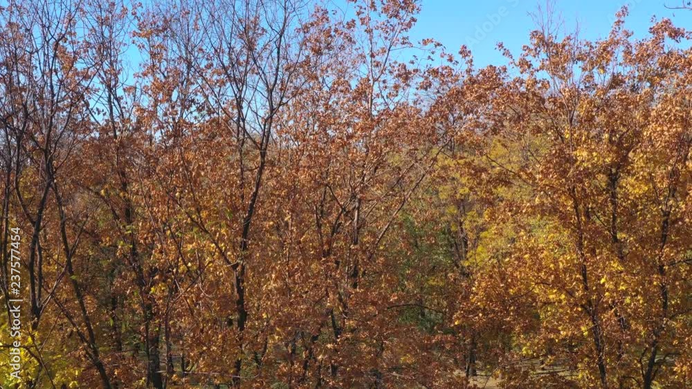 Autumn trees in a public park. Autumn trees in a public park.