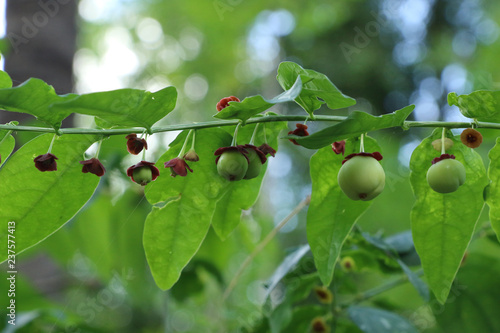 Melientha suavis Pierre at garden photo