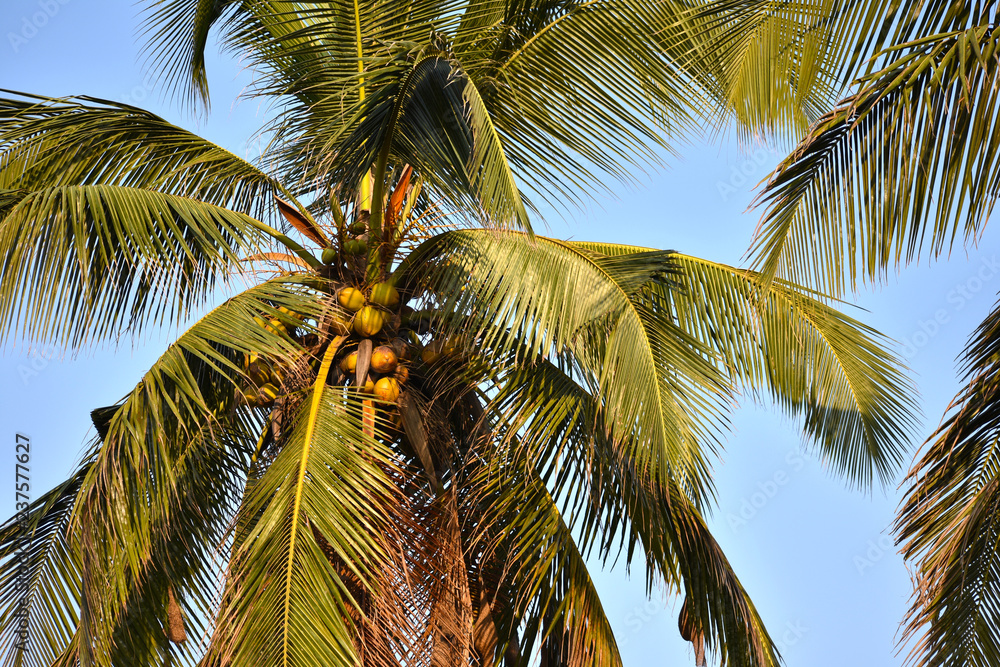 Obraz premium palm tree with blue sky in background