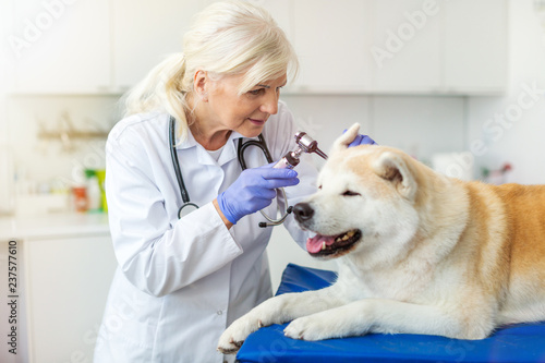 Female veterinarian examining a dog in her office