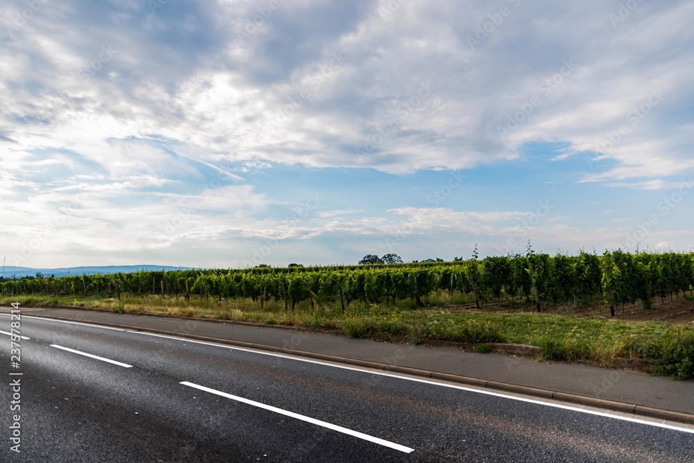 Fototapeta premium Vineyards in Mainz