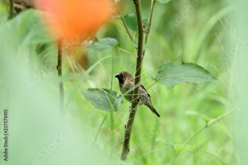 Scaly - breasted munia photo