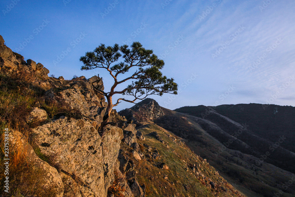 Obraz premium tree in mountains