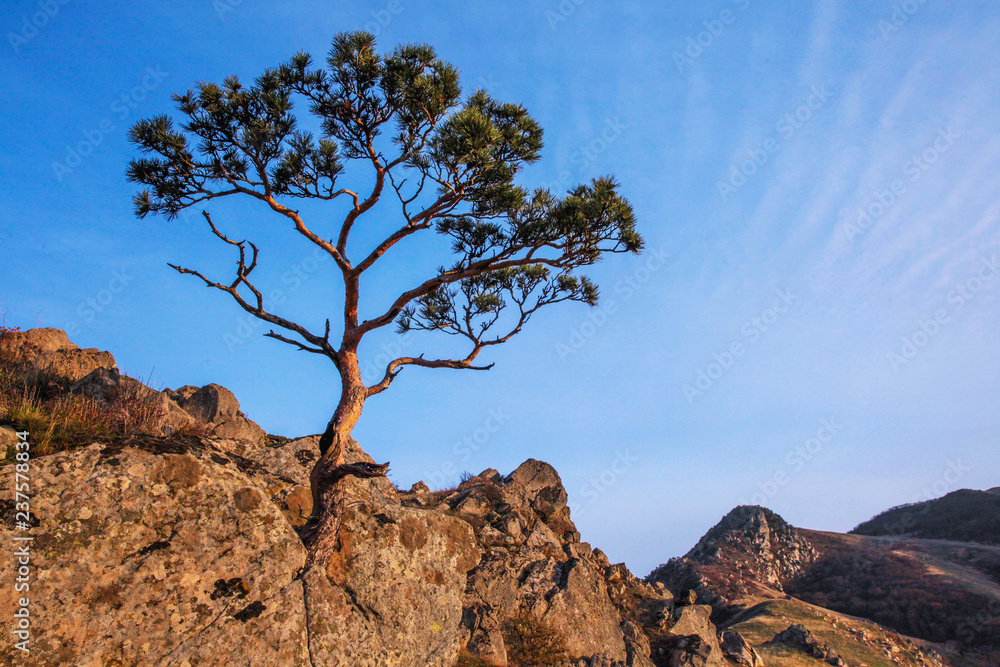 Fototapeta premium дерево в горах