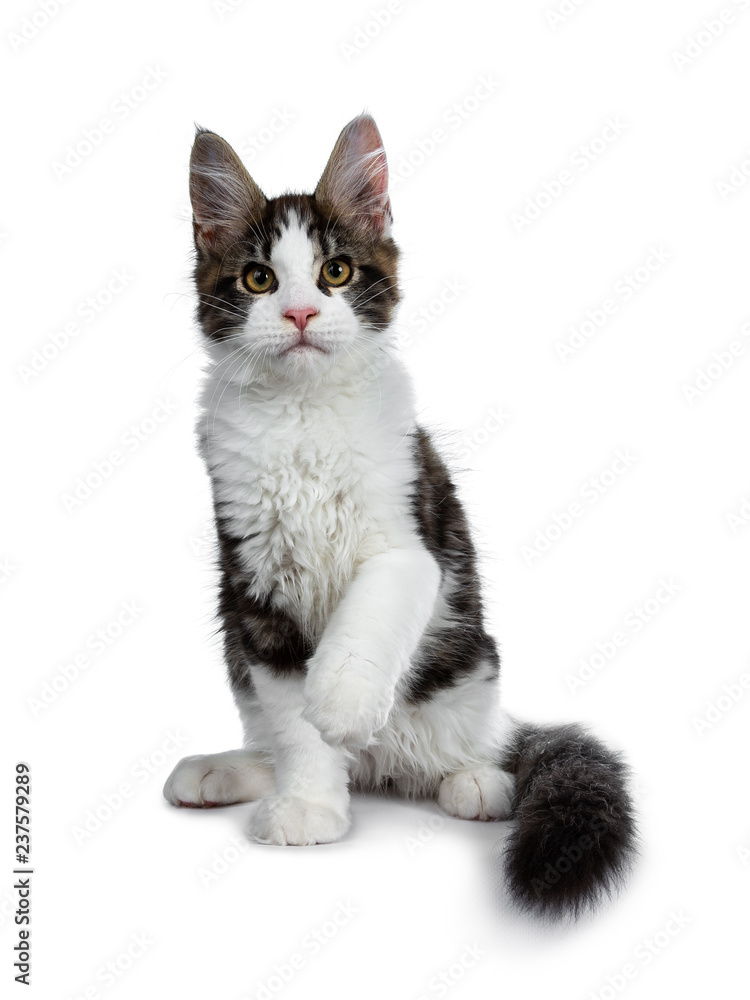 Cute black tabby with white Maine Coon cat kitten sitting front view. Looking straight to lens. Isolated on white background. One paw in air and tail around body.