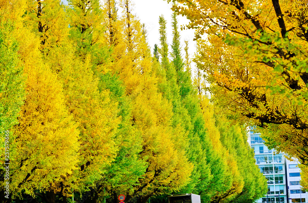 View of the colorful ginkgo trees in autumn at Meijijingu Gaien in Tokyo.