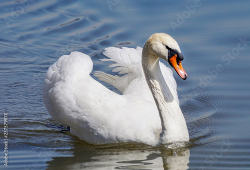 Detail portrait of Mute Swan (Cygnus olor) in its natural habitat