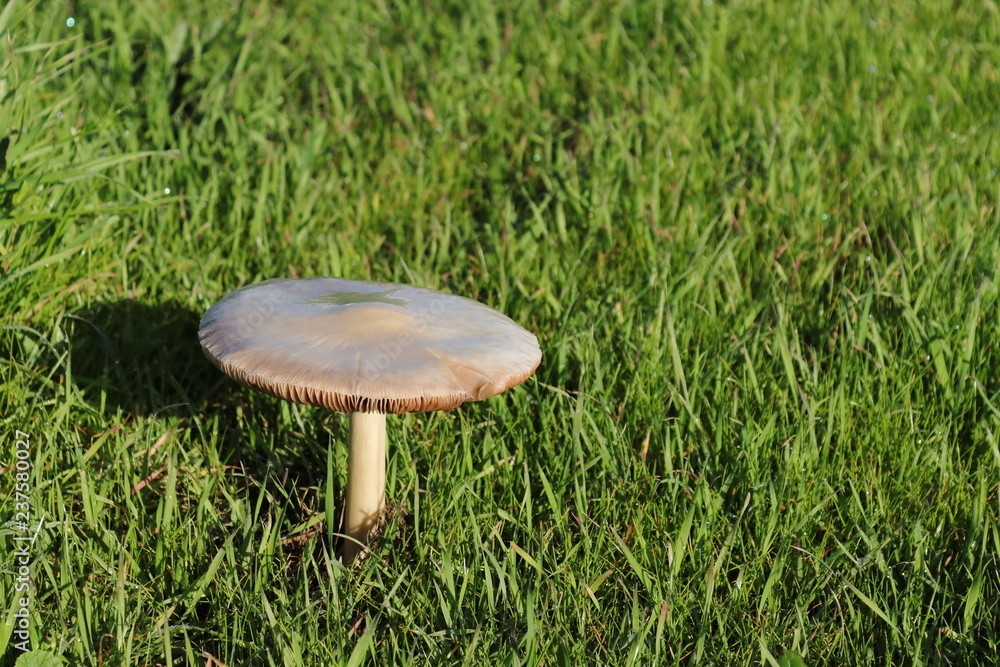 one mushroom in the park in the niddle of green grass one mushroom in the park in the niddle of green grass