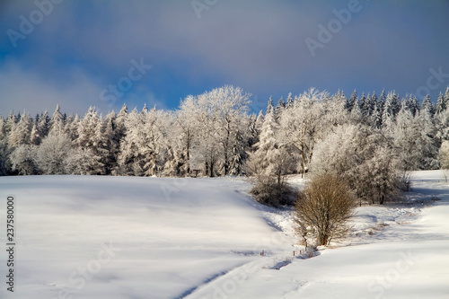 Winter nature view with snowy winter forest