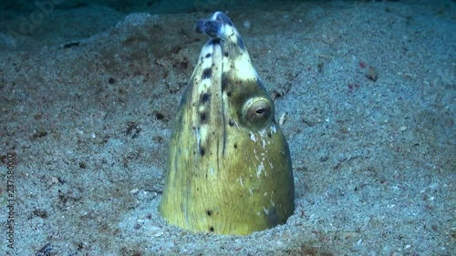 Black-finned Snake Eel (Ophichthus melanochir) - Close Up - Philippines photo